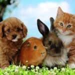 4-Animais-Exoticos