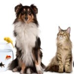 9-Animais-Exoticos-Amigaveis