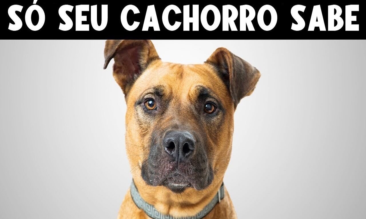 9-Segredos-que-Seu-Cachorro-Sabe-Sobre-Voce