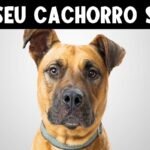 9-Segredos-que-Seu-Cachorro-Sabe-Sobre-Voce