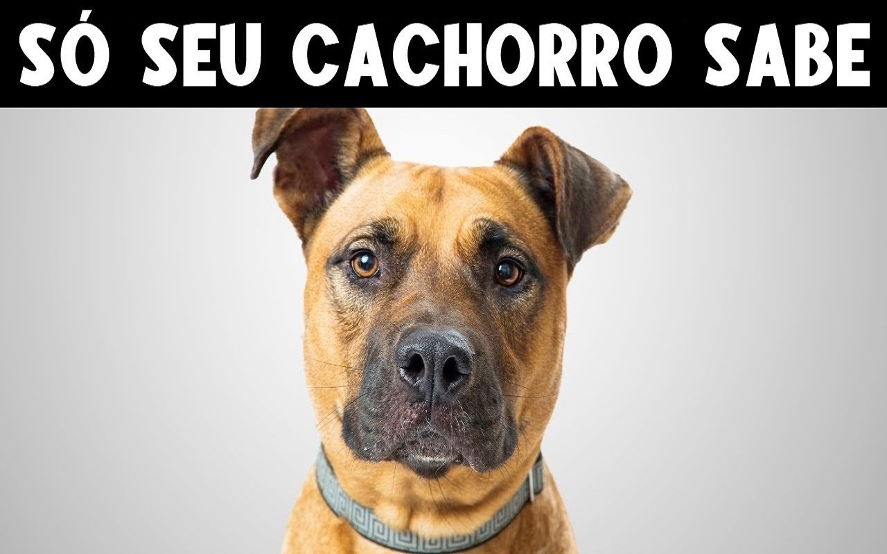 9-Segredos-que-Seu-Cachorro-Sabe-Sobre-Voce