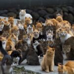 Cor-dos-pelos-dos-gatos