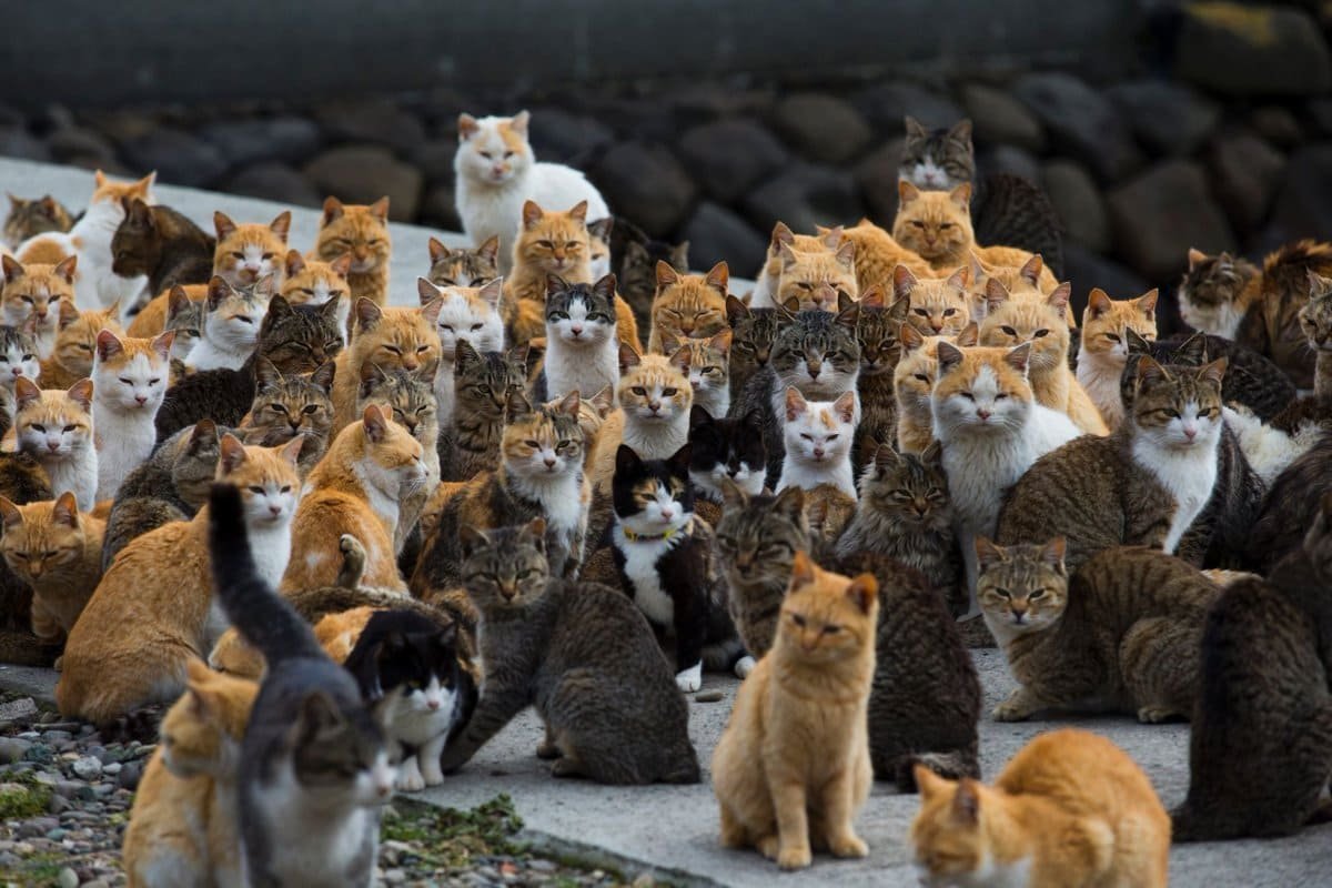 Cor-dos-pelos-dos-gatos