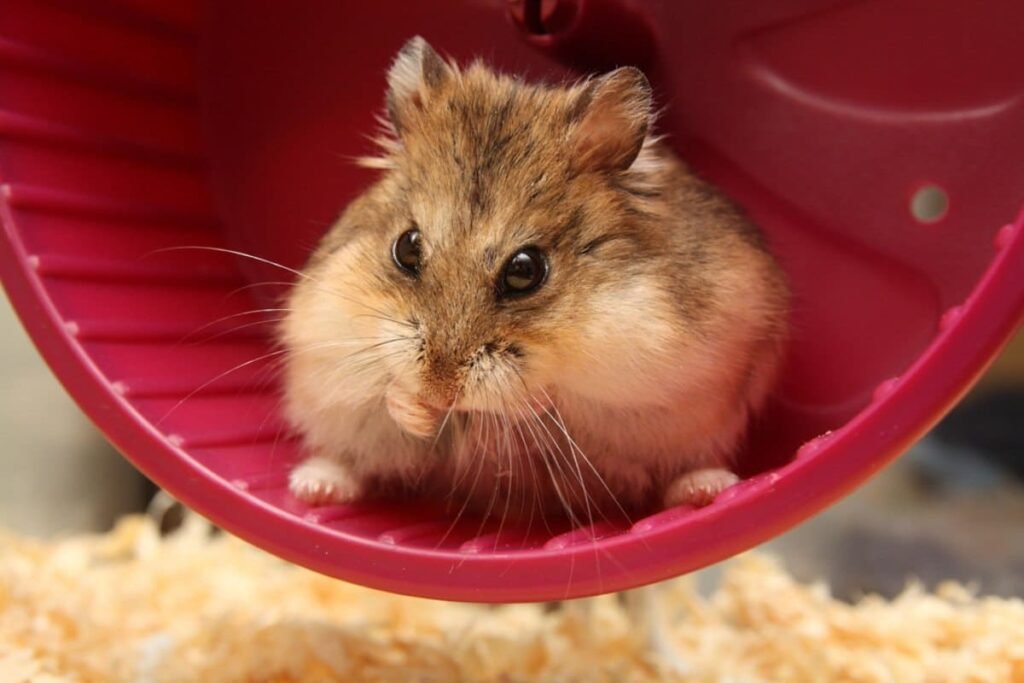 Exercicios-para-Hamsters