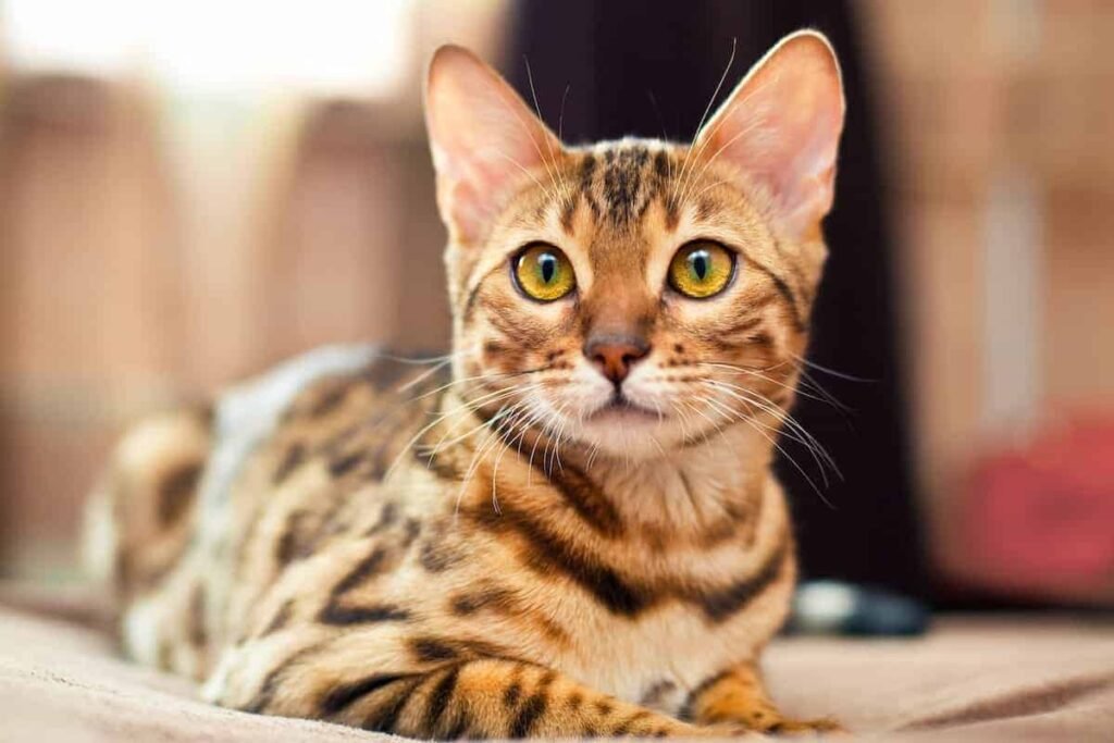 Gato-Bengal