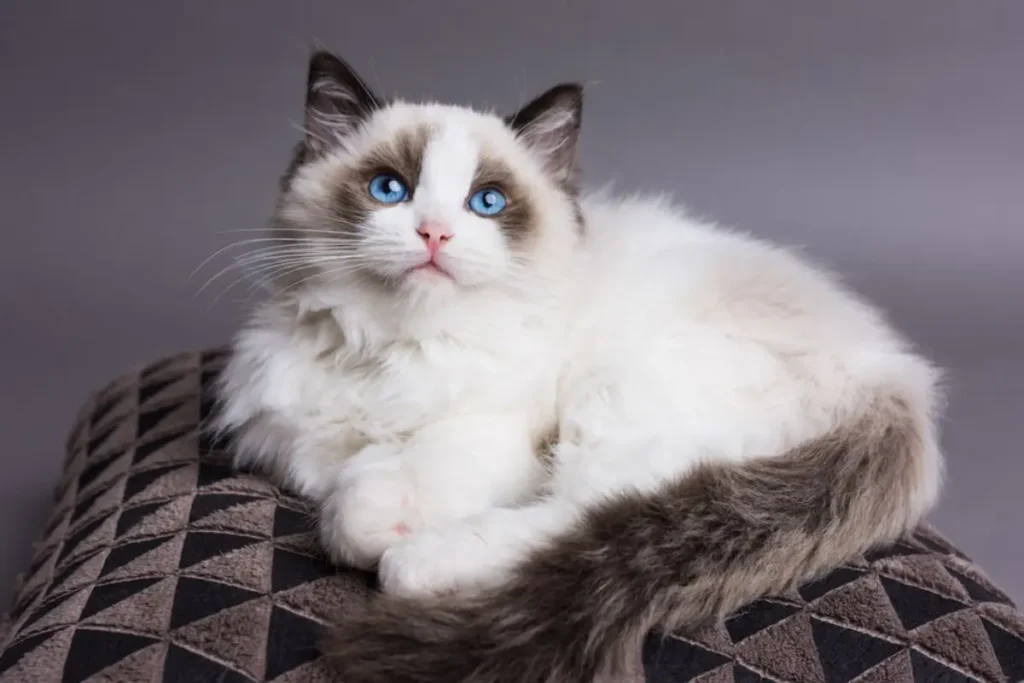 Gato-Ragdoll