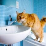 Gatos-nos-Seguem-ao-Banheiro