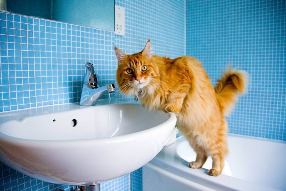 Gatos-nos-Seguem-ao-Banheiro
