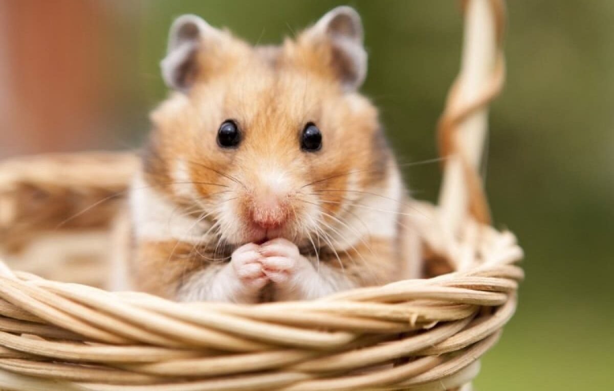 Hamsters