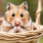 Hamsters