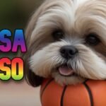Lhasa-apso