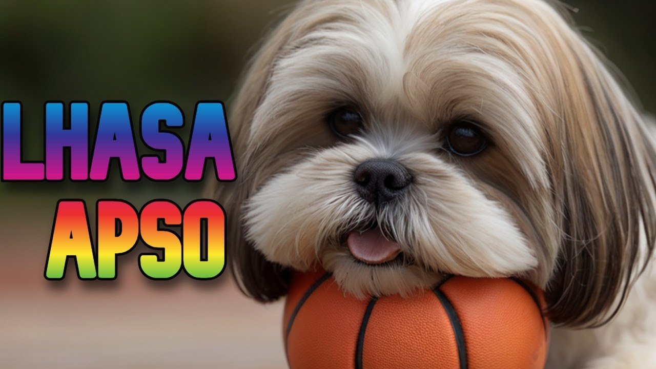 Lhasa-apso