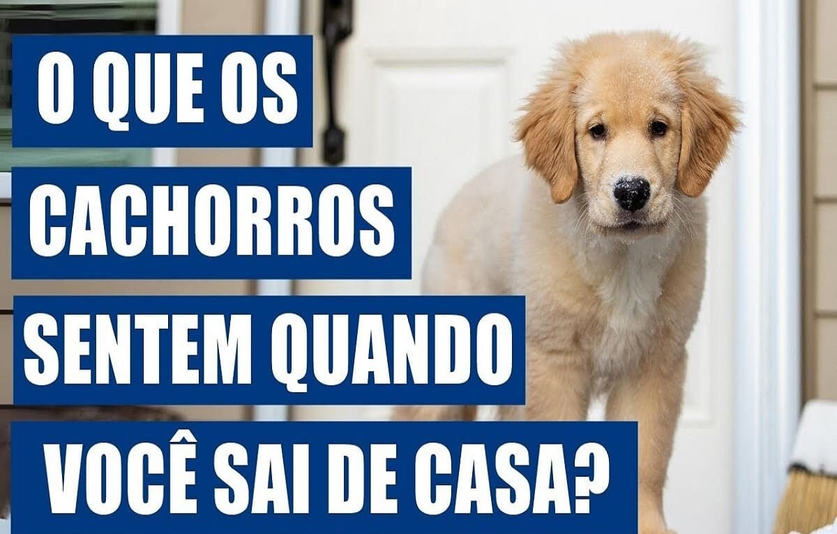 O-que-os-cachorros-sentemquando-voce-sai-de-casa