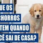 O-que-os-cachorros-sentemquando-voce-sai-de-casa