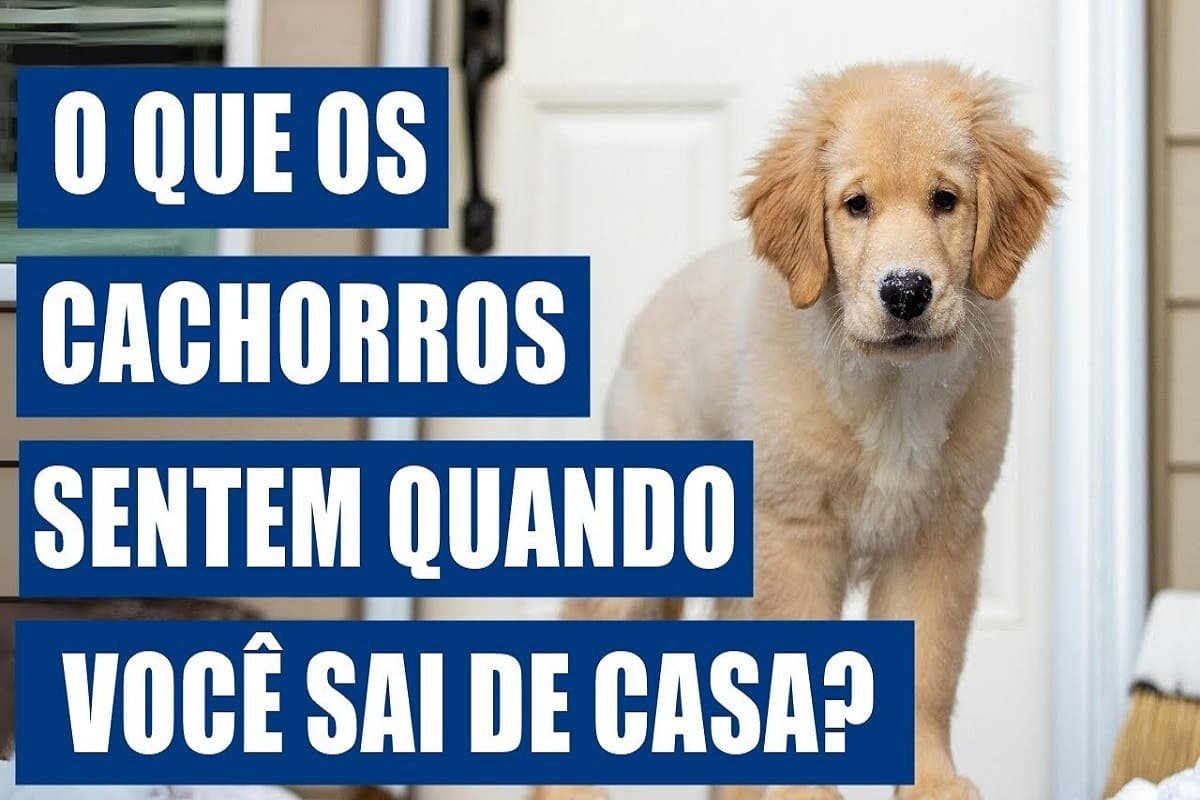 O-que-os-cachorros-sentemquando-voce-sai-de-casa