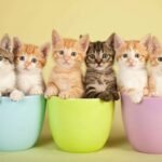 Racas-de-gatos