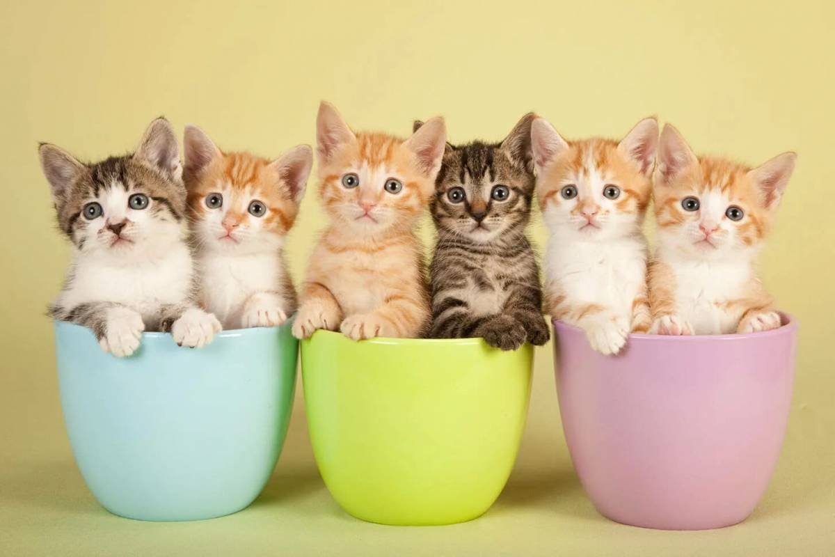 Racas-de-gatos