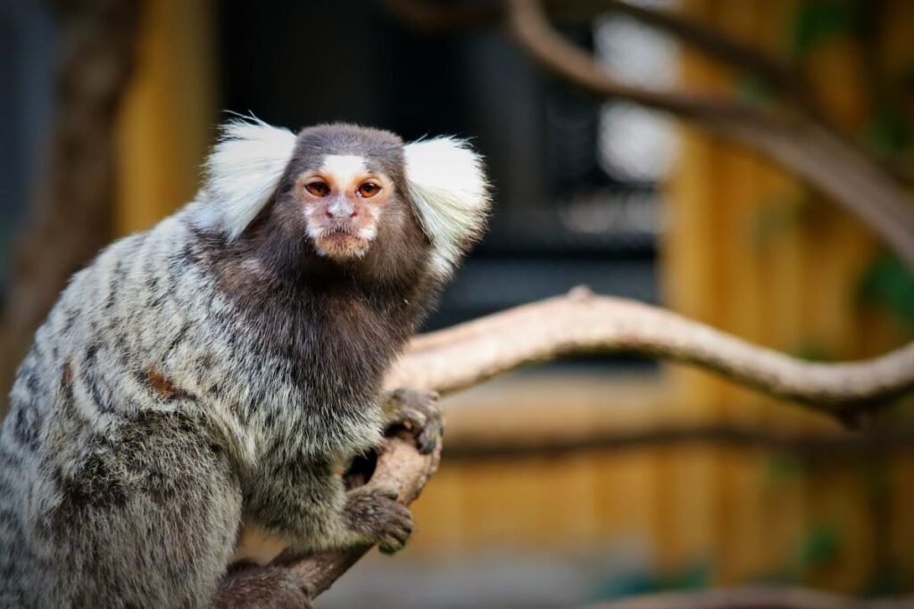 Sagui