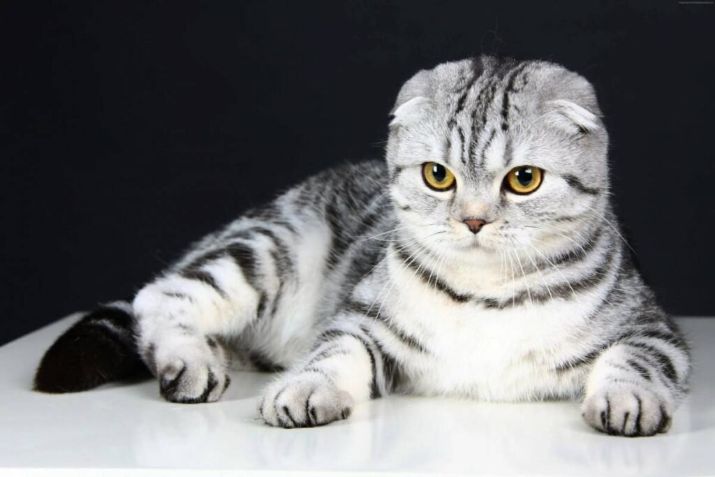 Scottish-Fold