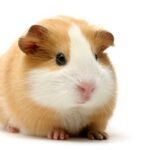 Porquinho-da-india